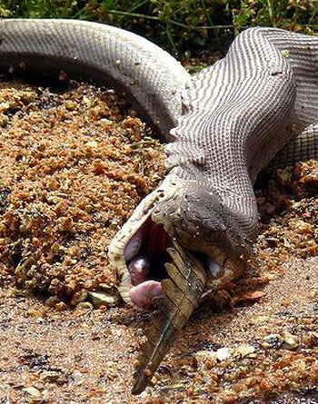 Picture 6 of Python swallowed crocodiles after the duel
