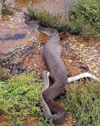 Picture 7 of Python swallowed crocodiles after the duel