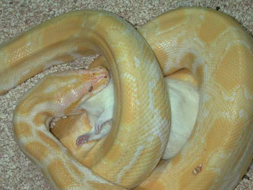 Picture 2 of Pythons digest even prey bones