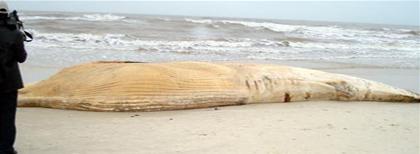 Picture 1 of Quang Binh: White whale weighs 10 tons washed up on the coast