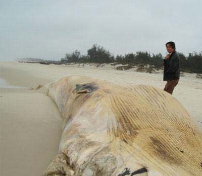 Picture 2 of Quang Binh: White whale weighs 10 tons washed up on the coast