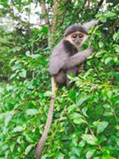 Picture 1 of Quang Nam: 180 red-shanked douc langur were discovered again