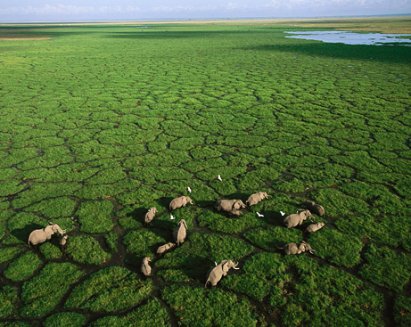 Picture 1 of Quarrying can end the migration of wildlife in Kenya