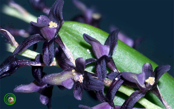 Picture 3 of Queen of orchids in black forest