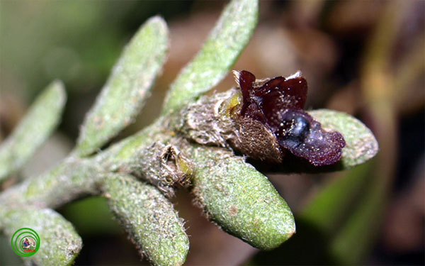 Picture 4 of Queen of orchids in black forest