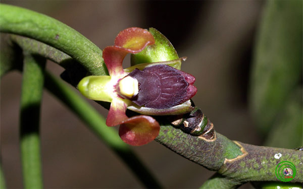 Picture 6 of Queen of orchids in black forest