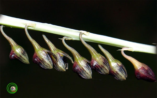 Picture 7 of Queen of orchids in black forest