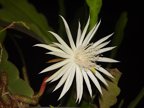 Picture 1 of 'Queen of the night'