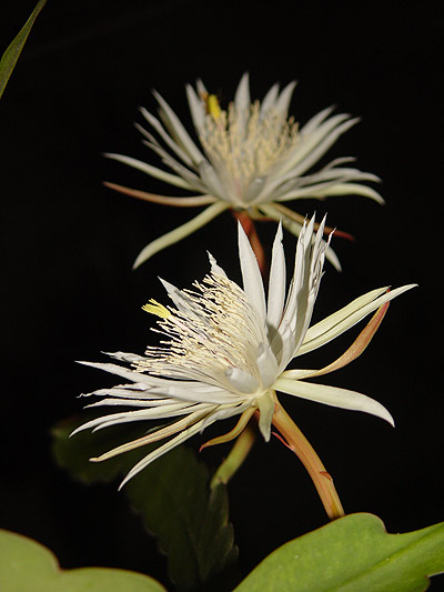 Picture 10 of 'Queen of the night'