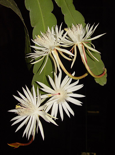 Picture 2 of 'Queen of the night'
