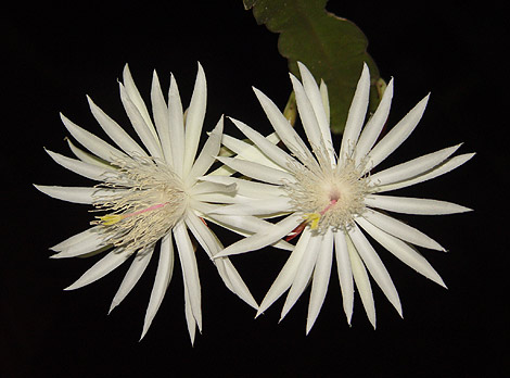 Picture 3 of 'Queen of the night'