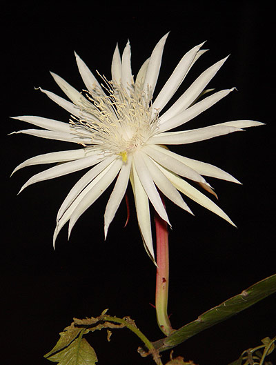 Picture 4 of 'Queen of the night'