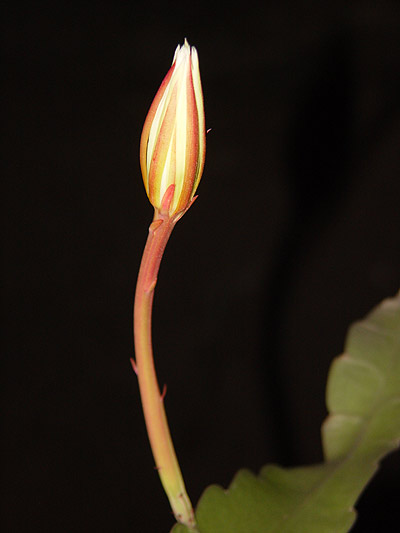 Picture 5 of 'Queen of the night'