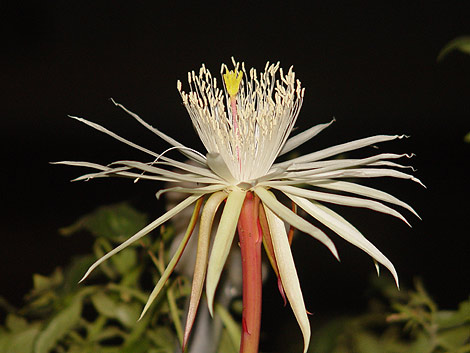 Picture 6 of 'Queen of the night'