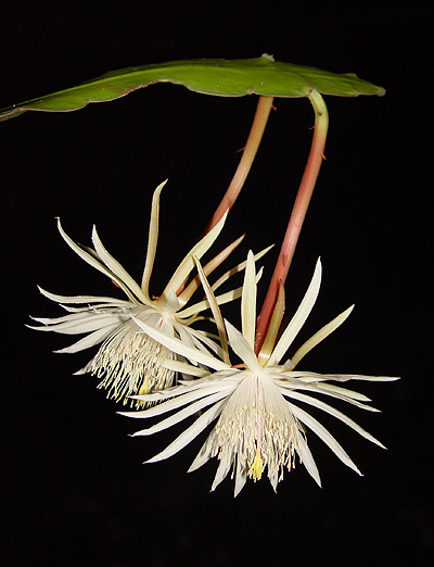 Picture 7 of 'Queen of the night'