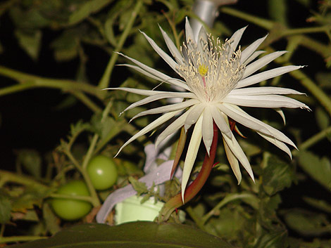 Picture 8 of 'Queen of the night'