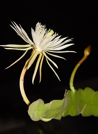 Picture 9 of 'Queen of the night'