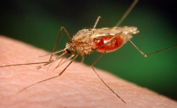 Picture 2 of Quick solution when being bitten by insects