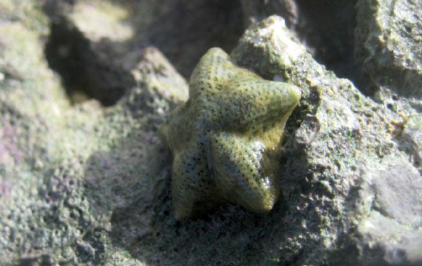 Picture 1 of Quickly evolutionary unimaginable starfish