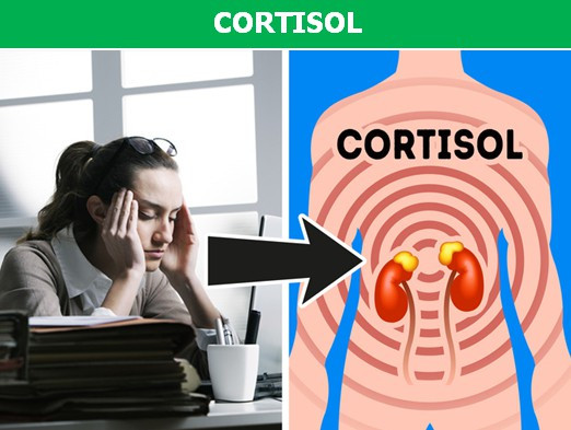 Picture 3 of Quickly understand the hormones that may be causing you to be obese!