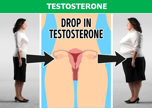 Picture 4 of Quickly understand the hormones that may be causing you to be obese!