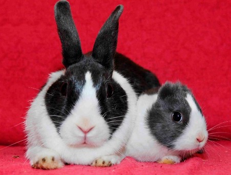 Picture 2 of Rabbits don't have ears