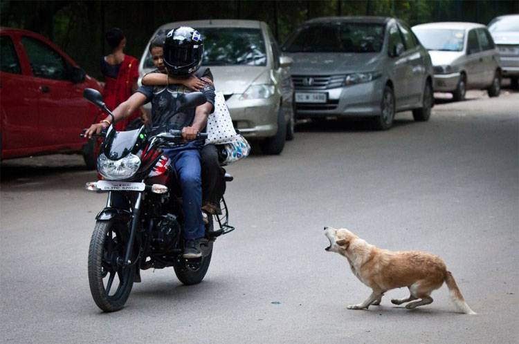 Picture 2 of Rabies in India: The fierce battle does not end