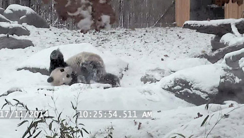Picture 3 of Raccoon 'crazy' when first seeing snow