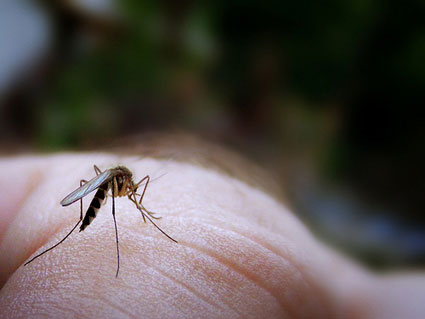 Picture 1 of 'Radiation miracle' causes infertility mosquitoes