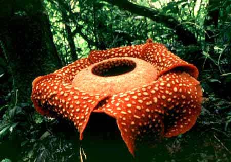 Picture 2 of Rafflesia arnoldii - Rafflesia arnoldii