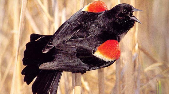 Picture 1 of 'Rain of dead birds' mysterious in America