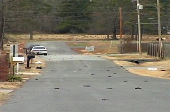 Picture 2 of 'Rain of dead birds' mysterious in America