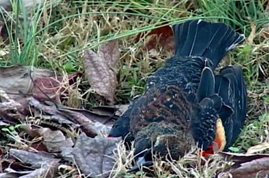 Picture 3 of 'Rain of dead birds' mysterious in America
