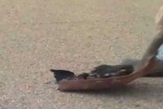 Picture 4 of 'Rain of dead birds' mysterious in America