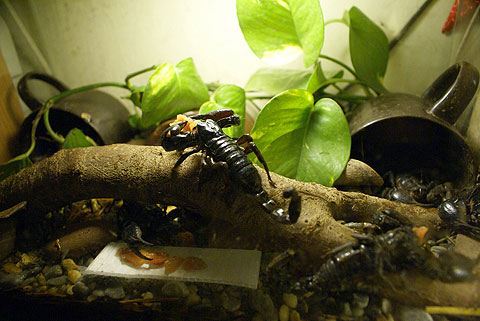 Picture 1 of Raising black scorpions as a scene is a dangerous hobby