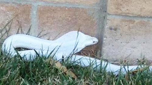 Picture 1 of Rare albino cobra is exposed in the United States