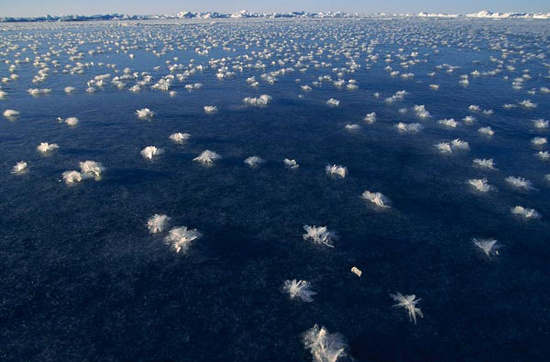 Picture 8 of 'Rare and difficult to find' natural phenomena
