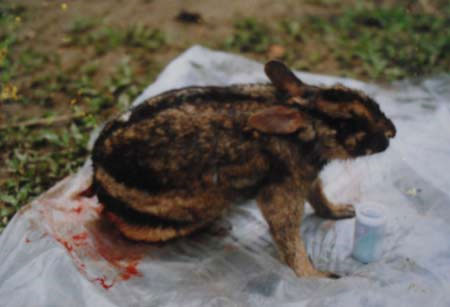 Picture 2 of Rare and endangered striped rabbit