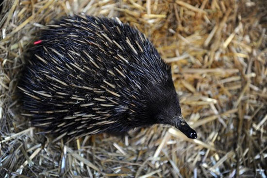 Picture 2 of Rare and precious animals have a bad appearance