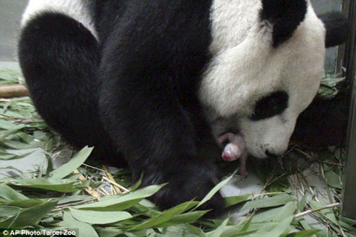 Picture 1 of Rare and precious panda giving birth in a zoo in Taiwan