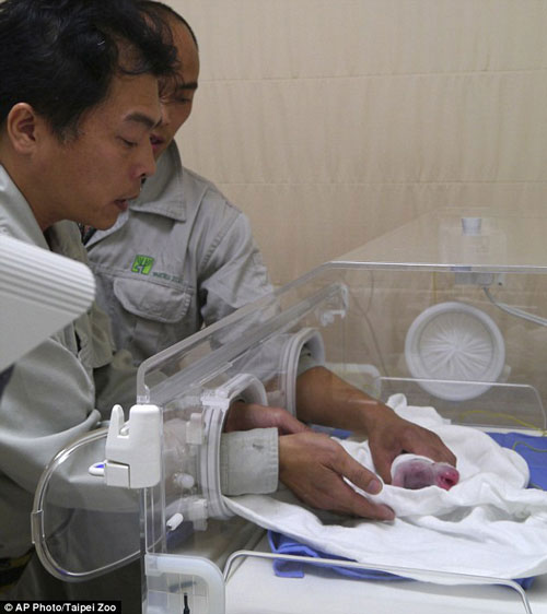 Picture 2 of Rare and precious panda giving birth in a zoo in Taiwan