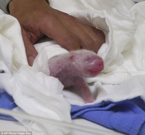 Picture 3 of Rare and precious panda giving birth in a zoo in Taiwan