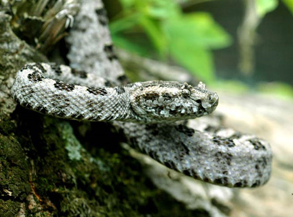 Picture 1 of Rare and rare Vietnamese breed in Russia's conservation area