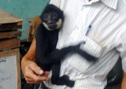 Picture 1 of Rare and white cheeked gibbons are released to the forest