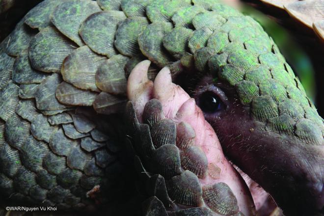 Picture 5 of Rare animals are rescued in Vietnam