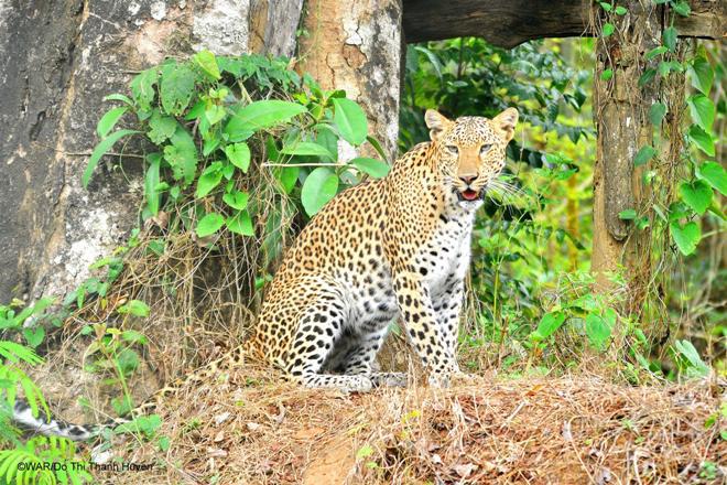 Picture 6 of Rare animals are rescued in Vietnam