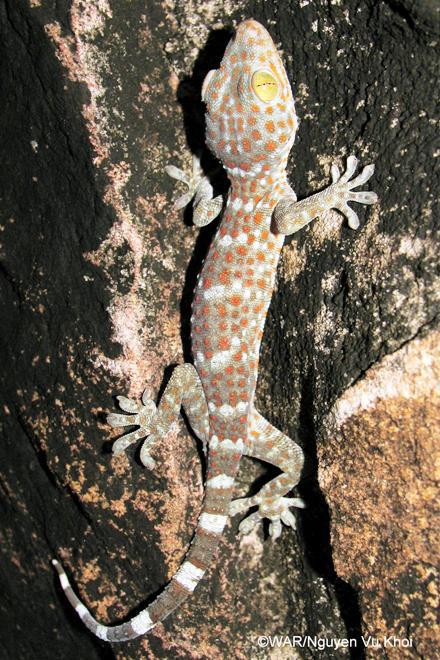 Picture 9 of Rare animals are rescued in Vietnam
