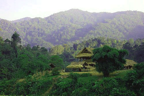 Picture 1 of Rare animals in Truong Son range call for help