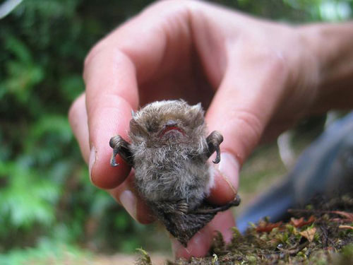 Picture 5 of Rare bat species in Africa