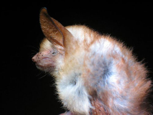 Picture 6 of Rare bat species in Africa